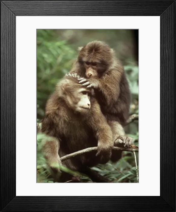Framed Print : Tibetan / Pere David's / Chinese Stump-tailed / Milne-Edward's Macaque - grooming Framed Print : Tibetan / Pere David's / Chinese Stump-tailed / Milne-Edward's Macaque - grooming