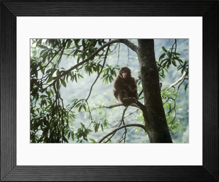 Framed Print : Tibetan / Pere David's / Chinese Stump-tailed / Milne-Edward's Macaque Mt Emei, Sichuan, China Framed Print : Tibetan / Pere David's / Chinese Stump-tailed / Milne-Edward's Macaque Mt Emei, Sichuan, China