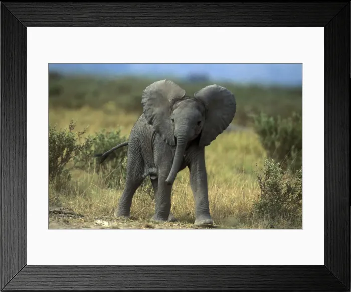 Framed Print : African Elephant Young Framed Print : African Elephant Young