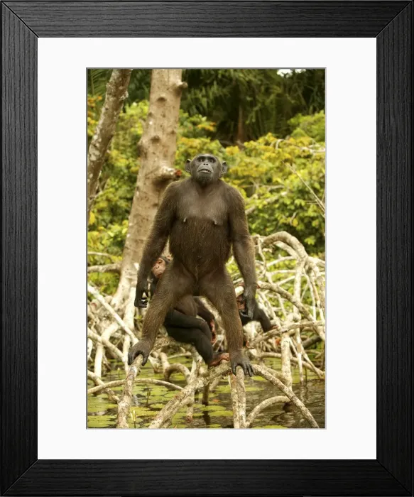 Framed Print : Chimpanzee Standing up on branches Concuati, Congo, Central Africa Framed Print : Chimpanzee Standing up on branches Concuati, Congo, Central Africa