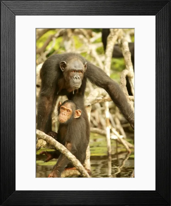 Framed Print : Chimpanzee Two together standing on branches Concuati, Congo, Central Africa Framed Print : Chimpanzee Two together standing on branches Concuati, Congo, Central Africa