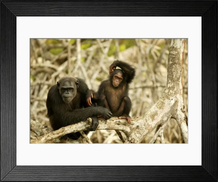 Framed Print : LA-1162 Standing up on branches Concuati, Congo, Central Africa Jean-Michel Labat © Jean-Michel Labat / ardea. com Framed Print : LA-1162 Standing up on branches Concuati, Congo, Central Africa Jean-Michel Labat © Jean-Michel Labat / ardea. com