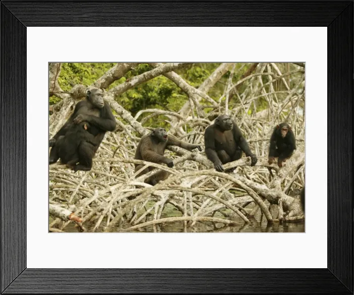 Framed Print : Chimpanzee Concuati, Congo, Central Africa Framed Print : Chimpanzee Concuati, Congo, Central Africa