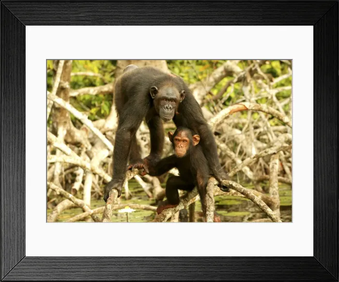 Framed Print : Chimpanzee Adult and young standing up on branches Concuati, Congo, Central Africa Framed Print : Chimpanzee Adult and young standing up on branches Concuati, Congo, Central Africa