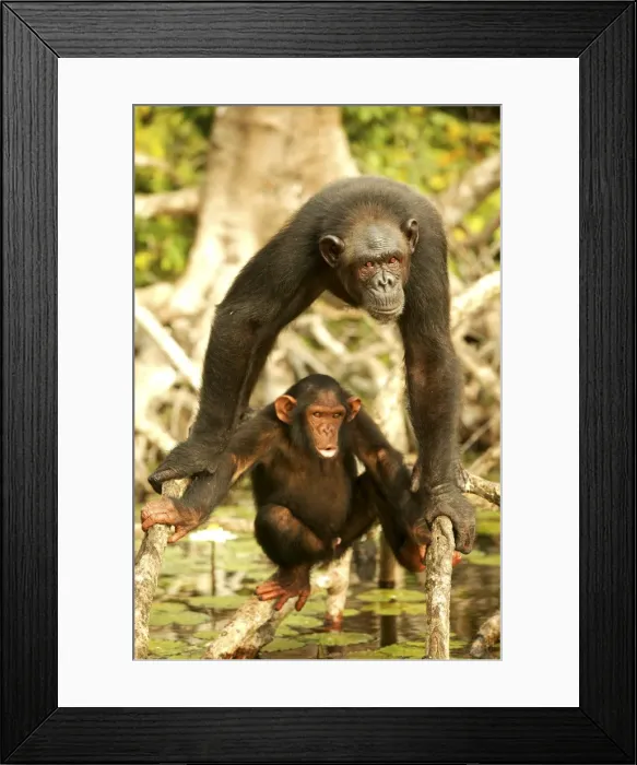 Framed Print : Chimpanzee Adult and young Concuati, Congo, Central Africa Framed Print : Chimpanzee Adult and young Concuati, Congo, Central Africa
