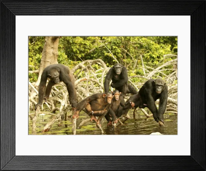 Framed Print : Chimpanzee Group together, standing up on branches, above water Concuati, Congo, Central Africa Framed Print : Chimpanzee Group together, standing up on branches, above water Concuati, Congo, Central Africa