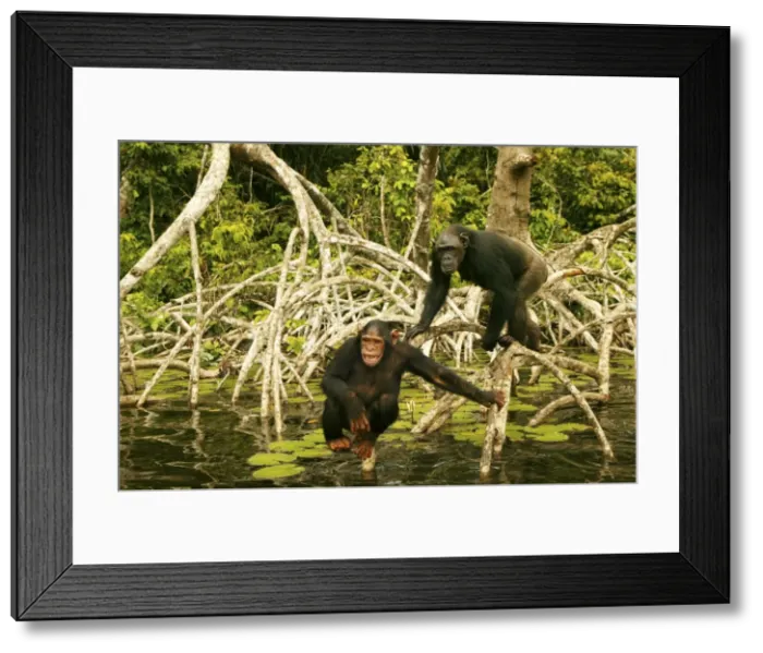 Framed Print : Chimpanzee Standing up on branches above water Concuati, Congo, Central Africa Framed Print : Chimpanzee Standing up on branches above water Concuati, Congo, Central Africa
