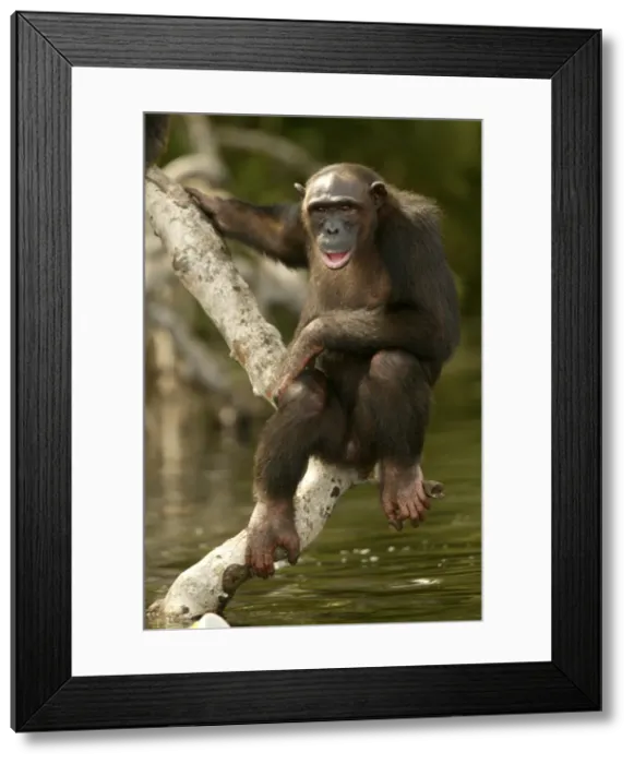 Framed Print : Chimpanzee Climbing on branches above water Concuati, Congo, Central Africa Framed Print : Chimpanzee Climbing on branches above water Concuati, Congo, Central Africa