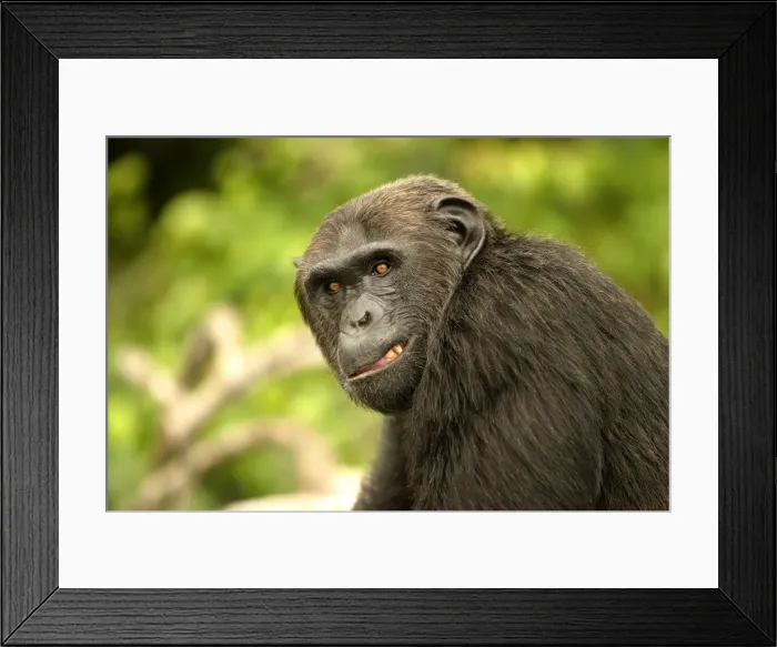 Framed Print : Chimpanzee Concuati, Congo, Central Africa Framed Print : Chimpanzee Concuati, Congo, Central Africa