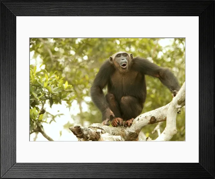 Framed Print : Chimpanzee Standing in tree Concuati, Congo, Central Africa Framed Print : Chimpanzee Standing in tree Concuati, Congo, Central Africa