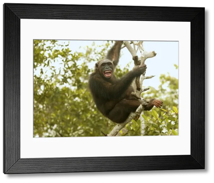 Framed Print : Chimpanzee Climbing tree Concuati, Congo, Central Africa Framed Print : Chimpanzee Climbing tree Concuati, Congo, Central Africa