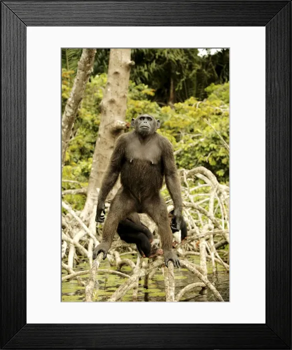 Framed Print : Chimpanzee Standing on branches above water Concuati, Congo, Central Africa Framed Print : Chimpanzee Standing on branches above water Concuati, Congo, Central Africa