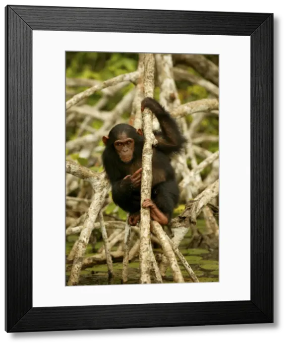 Framed Print : Chimpanzee Climbing on branches above water Concuati, Congo, Central Africa Framed Print : Chimpanzee Climbing on branches above water Concuati, Congo, Central Africa