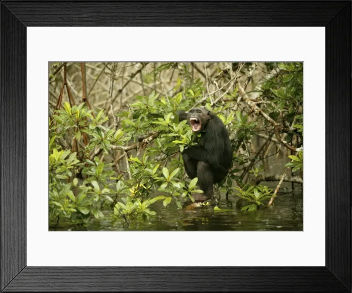 Framed Print : Chimpanzee Climbing on branches above water Concuati, Congo, Central Africa Framed Print : Chimpanzee Climbing on branches above water Concuati, Congo, Central Africa