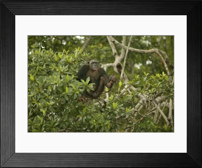 Framed Print : Chimpanzee In tree Concuati, Congo, Central Africa Framed Print : Chimpanzee In tree Concuati, Congo, Central Africa