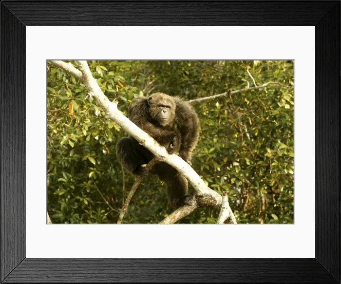 Framed Print : Chimpanzee In tree Concuati, Congo, Central Africa Framed Print : Chimpanzee In tree Concuati, Congo, Central Africa