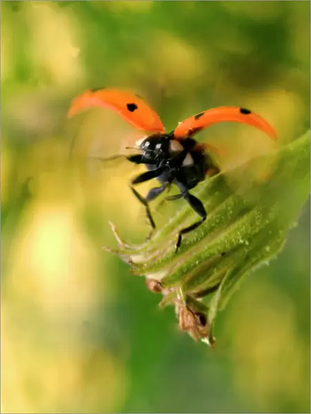 7-Spot Ladybird - In flight, landing by flower