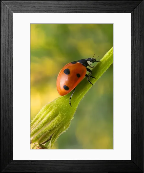Framed Print : 7-Spot Ladybird - On flower Framed Print : 7-Spot Ladybird - On flower