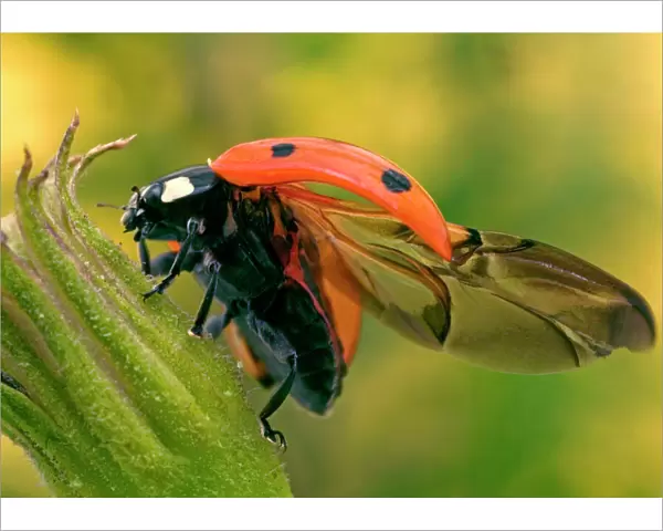 7-Spot Ladybird - On flower with open wings