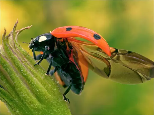 7-Spot Ladybird - On flower with open wings