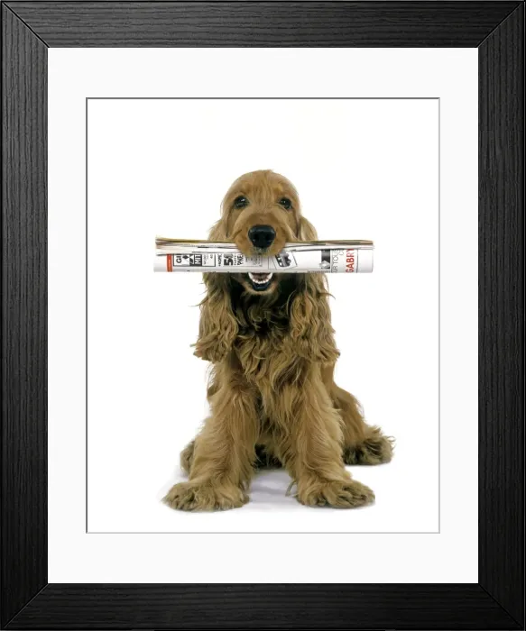 Framed Print : Dog - Cocker Spaniel, holding newspaper in mouth Framed Print : Dog - Cocker Spaniel, holding newspaper in mouth