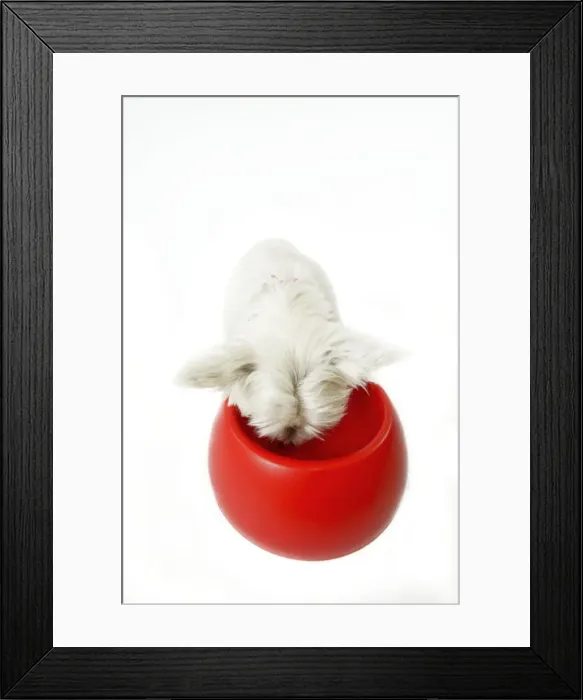 Framed Print : Dog - West Highland White Terrier eating from bowl Framed Print : Dog - West Highland White Terrier eating from bowl