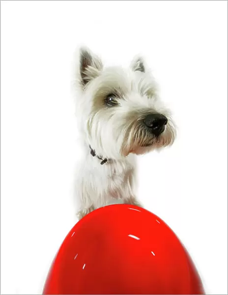 Dog - West Highland White Terrier by bowl