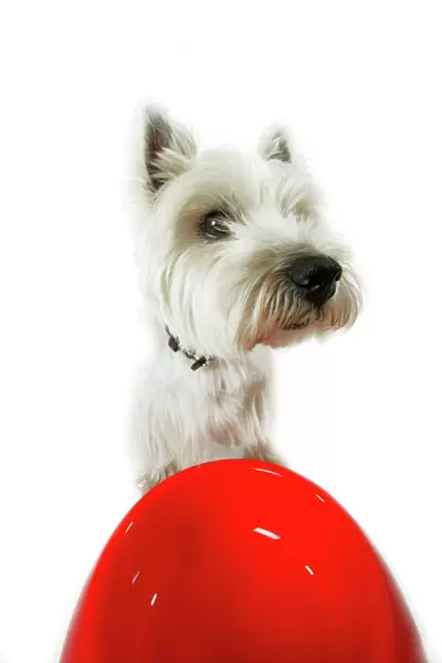 Dog - West Highland White Terrier by bowl