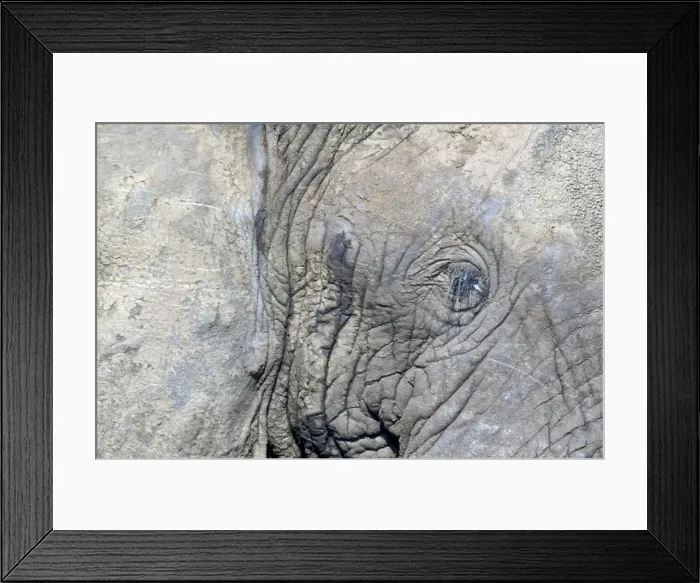 Framed Print : African Elephant - close-up of eye, in musth Framed Print : African Elephant - close-up of eye, in musth