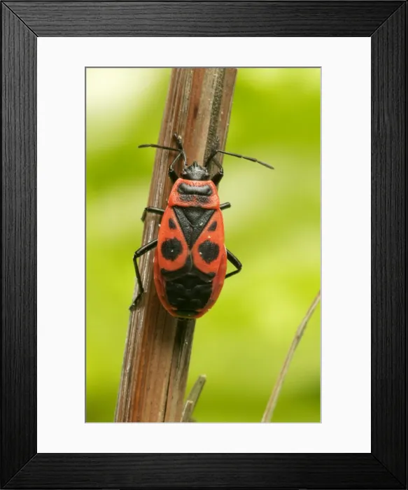 Framed Print : Fire Bug France Framed Print : Fire Bug France
