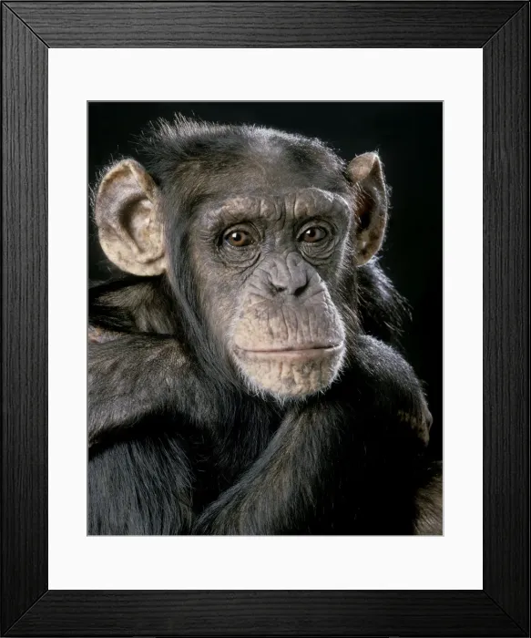 Framed Print : Chimpanzee Framed Print : Chimpanzee