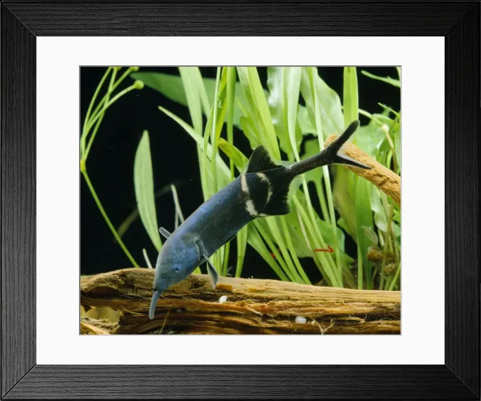 Framed Print : Elephant  /  Elephant-nose  /  Elephant-snout  /  Mormyrid Fish have electric organs which have the ability to emit low-voltage electrical discharges as means of navigation, protection, and communication