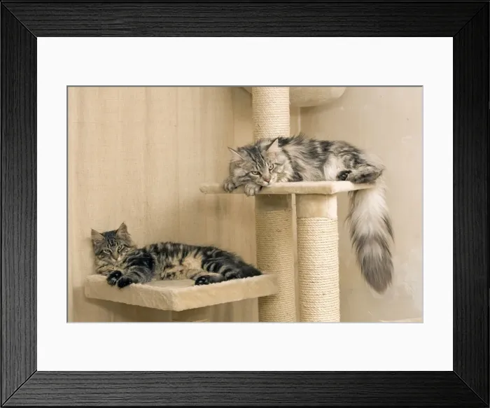 Framed Print : Cat - Two Maine Coons asleep on platform ontop of scratching post Framed Print : Cat - Two Maine Coons asleep on platform ontop of scratching post