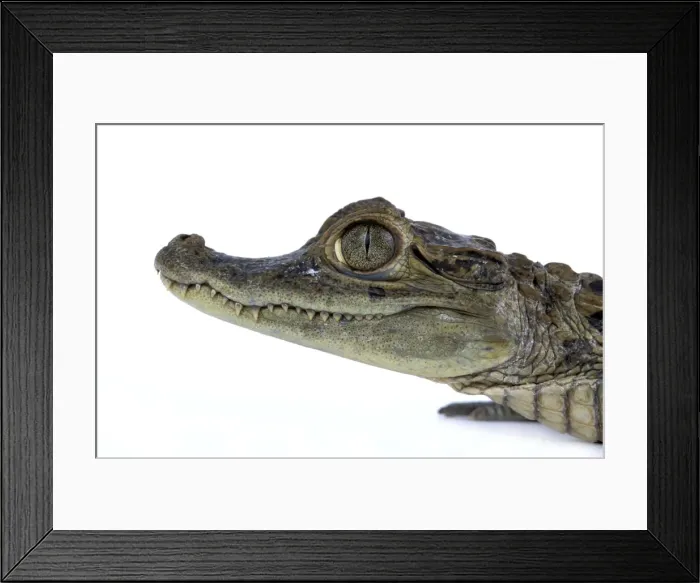 Framed Print : Nile Crocodile - studio Framed Print : Nile Crocodile - studio