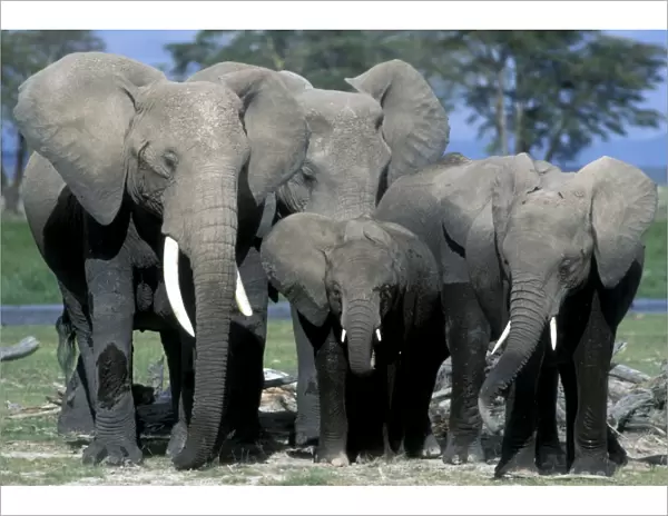 African Elephant - herd