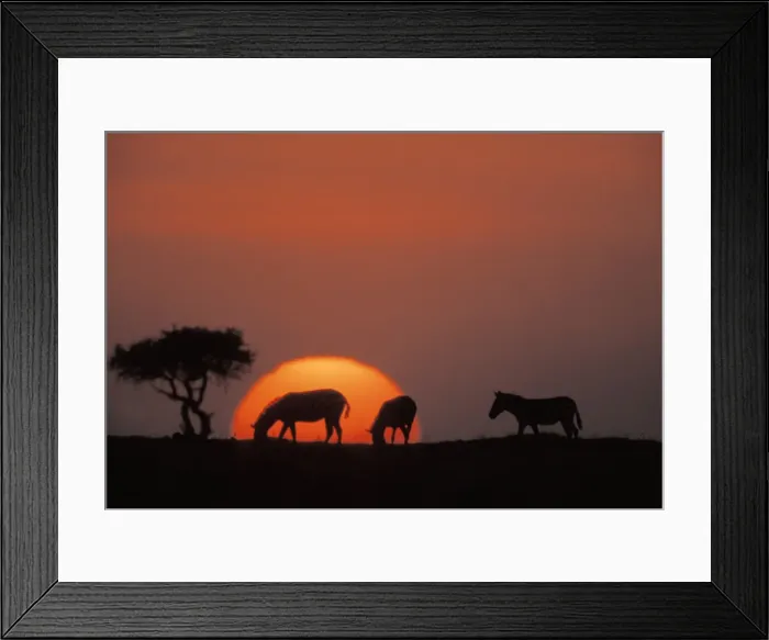 Framed Print : Boehm's / Grant's Zebra - at sunset Framed Print : Boehm's / Grant's Zebra - at sunset
