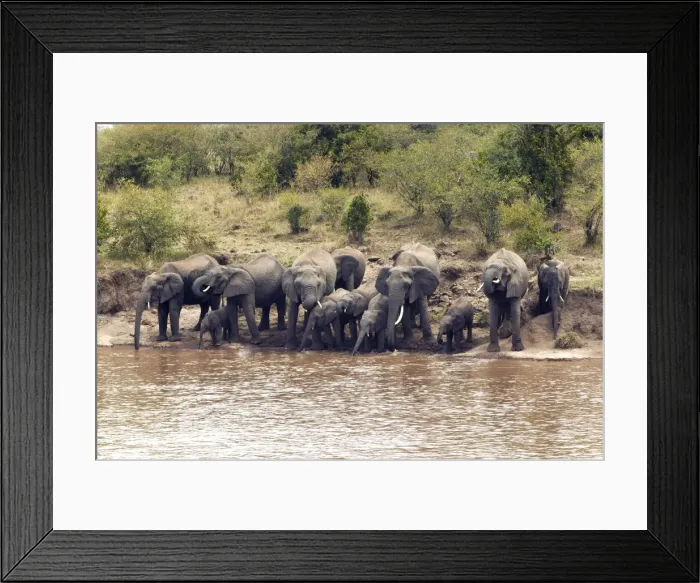 Framed Print : African Elephant - herd drinking from Mara River. Kenya - Africa Framed Print : African Elephant - herd drinking from Mara River. Kenya - Africa