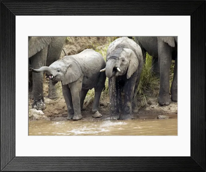 Framed Print : African Elephant - herd drinking from Mara River. Kenya - Africa Framed Print : African Elephant - herd drinking from Mara River. Kenya - Africa