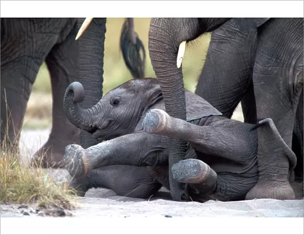 African Elephant - calf having fallen over. Amboseli National Park - Kenya - Africa