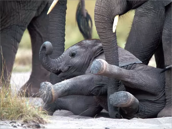 African Elephant - calf having fallen over. Amboseli National Park - Kenya - Africa