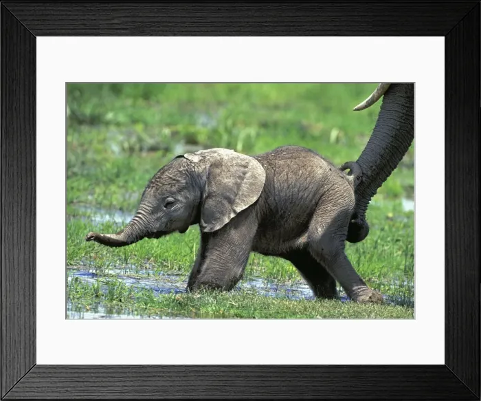 Framed Print : African Elephant - calf being supported by adults trunk. Amboseli National Park - Kenya - Africa