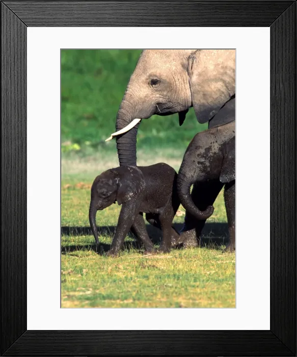 Framed Print : African Elephant - adult & calves. Amboseli National Park - Kenya - Africa Framed Print : African Elephant - adult & calves. Amboseli National Park - Kenya - Africa