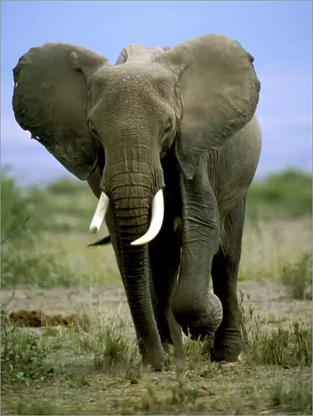 African Elephant. Africa