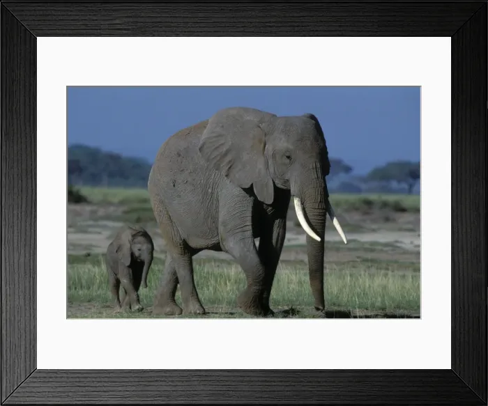Framed Print : African Elephant - adult and calf. Africa Framed Print : African Elephant - adult and calf. Africa