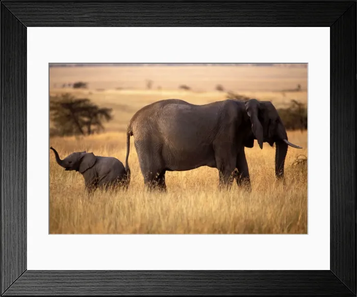 Framed Print : Elephant - and calf. Maasai Mara - Kenya - Africa Framed Print : Elephant - and calf. Maasai Mara - Kenya - Africa