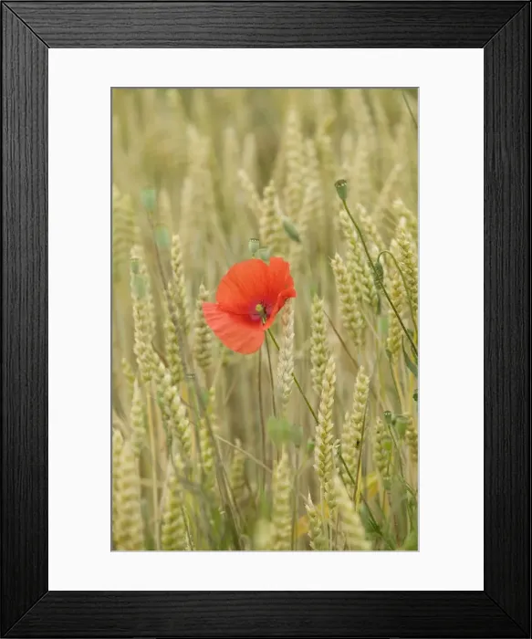 Framed Print : Poppies - in wheat / corn field Framed Print : Poppies - in wheat / corn field