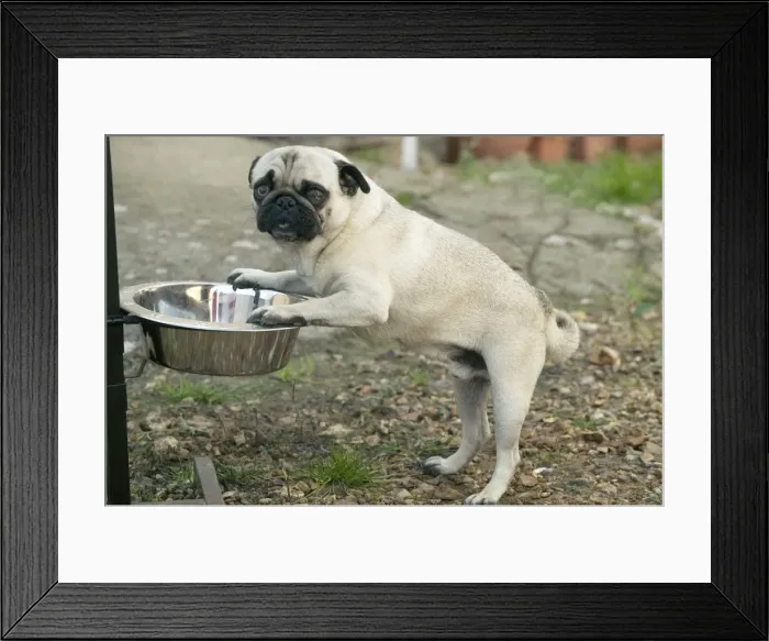 Framed Print : Dog - Pug eating from raised bowl Framed Print : Dog - Pug eating from raised bowl