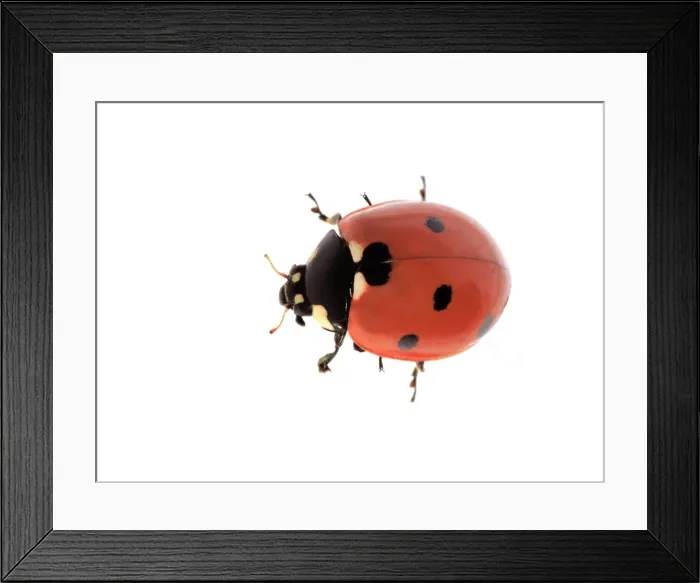 Framed Print : 7-spot Ladybird Framed Print : 7-spot Ladybird