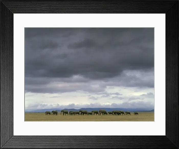 Framed Print : African Elephants - herd walking. Salt Lake - Amboseli National Park - Kenya - Africai. There is an unusually rich salt and mineral content in the soil which is killing the trees and habitat Framed Print : African Elephants - herd walking. Salt Lake - Amboseli National Park - Kenya - Africai. There is an unusually rich salt and mineral content in the soil which is killing the trees and habitat