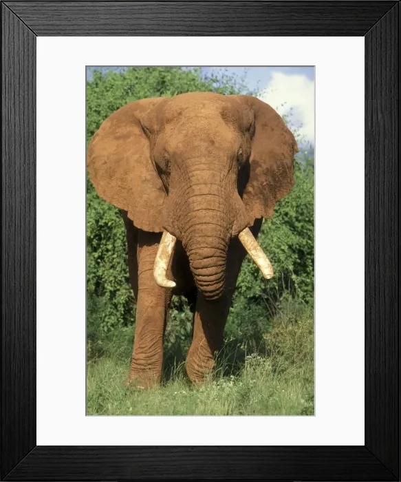 Framed Print : African Elephant - male Samburu National Park, Kenya, Africa Framed Print : African Elephant - male Samburu National Park, Kenya, Africa
